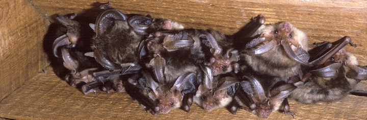 A group of 10-15 bats huddle in the angle between two timber boards