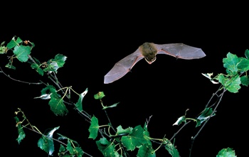Flash-lit photograph of bat in flight
