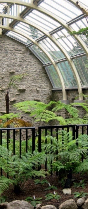 Interior of the restored fernery lush with new planting