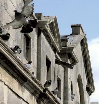 Pigeons on Pultney Bridge, Bath