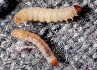 moth larvae in carpet