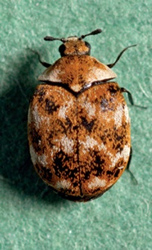 https://www.buildingconservation.com/articles/carpet-beetles-clothes-moths/pic_8.jpg