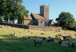 St Michael and All Angels with a field of sheep in the foreground