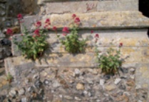 Plants growing out of masonry wall