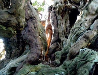The flowing and folded forms of a yew trunk