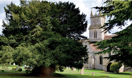 Yew tree with church tower in background