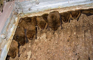 Roosting pipistrelles in outbuilding