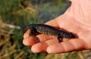 Close-up of great crested newt held in man's hand