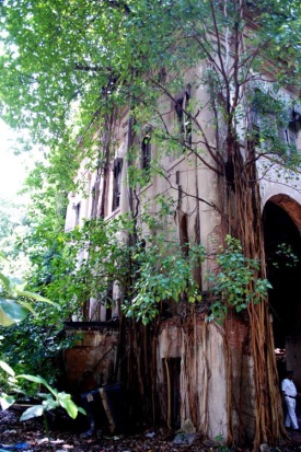 A historic building is engulfed in plant growth