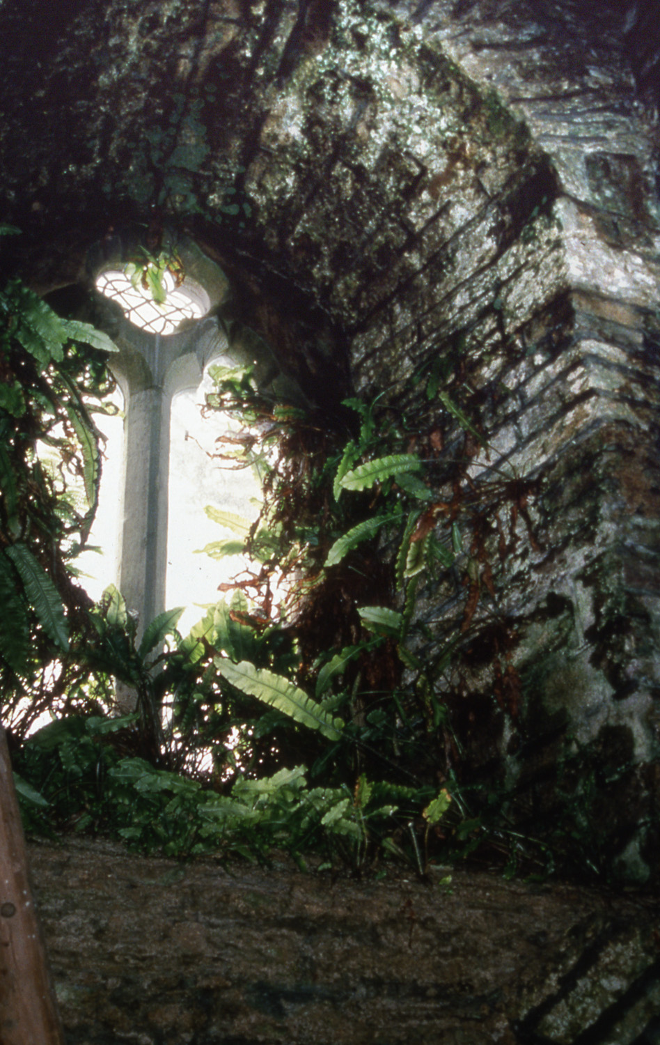 Tower of Holy Trinity Challacombe Devon showing ferns growing on the interior wall due to extreme dampness