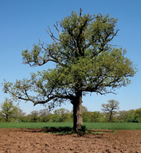 Tree in ploughed field with little or no foliage on some branches