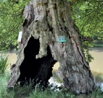 Veteran tree with large cavity running through trunk core