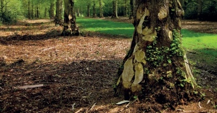 Lower tree trunk scarred by removal of epicormic buds