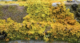 Richly coloured yellow and orange lichen growth on historic stone