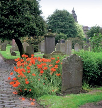 A vibrant burst of flowering red poppies in a historic graveyard