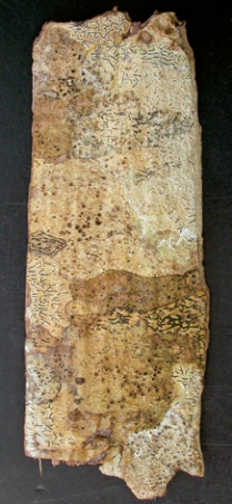 Fragment of ash stave