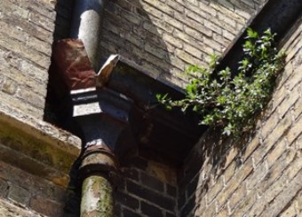 A rusty cast-iron downpipe and hopper with plant growth sprouting from adjacent brickwork
