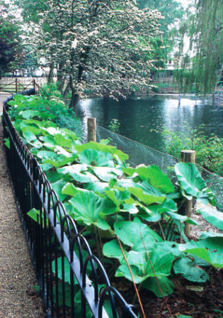 Low fence separating pathway from ornamental lake