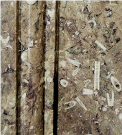 Small fossil fragments embedded ina marble mantelpiece