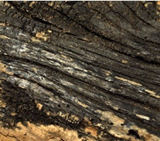 Close-up of black timber surface