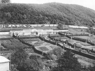 B/w photograph showing terraced gardens and large glasshouse at Ruperra Castle with forested hillside in the background