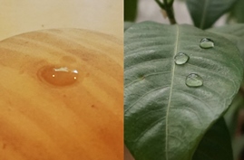 Left: a water droplet is drawn into a hydrophilic surface. Right: water droplets sit on the hydrophobic surface of a waxy plant leaf