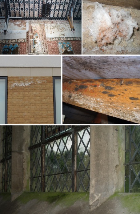 Composite image showing staining, mould and damage caused by liquid water