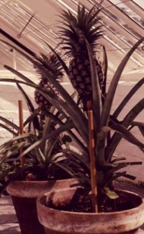 Fruiting pineapples in hothouse