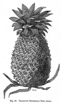B/w illustration of Charlotte Rothschild pineapple