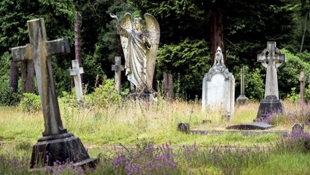 Surrounded by crosses and headstones, a stone angel rises through a cemetery's tall weeds and uncut grass