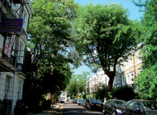 Trees line a shady street in Chelsea