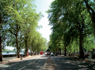 The tree-lined Victoria Embankment, with the Thames partially visible in the background