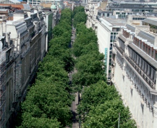 The same street today with the much larger and more mature trees almost obscuring the road from above