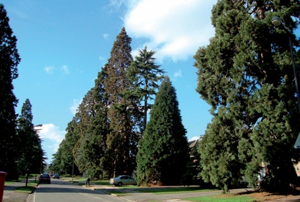 Californian redwoods dwarf street lamps and native trees on an otherwise typical English suburban street