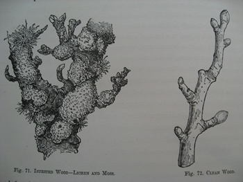 Pair of b/w illustrations from Wright's The Fruit Grower's Guide titled 'Infested wood - lichen and moss' and 'Clean wood'