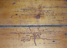 Floorboard marked by Anobium punctatum activity